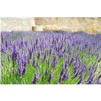 Direct Plants The Mixed Lavender Selection in Large 2/3 Litre Pots Pack of 12