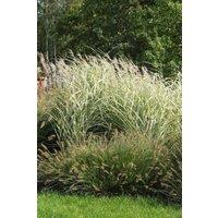 Direct Plants The Hardy Ornamental Grass Selection Mix Large 2/3L Pots - Pack of 6