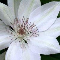 Plant Theory Clematis Henryi White Flowering Vine Climbing Plant 60cm Cane 3L Pot