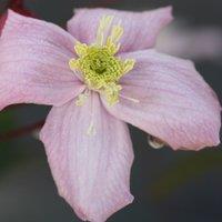 Plant Theory Clematis Elizabeth Pink Flowering Vine Climbing Plant 60cm Cane 3L Pot