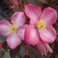 Plant Theory Clematis Freda Pink Flowering Vine Climbing Plant 60cm Cane 3L Pot