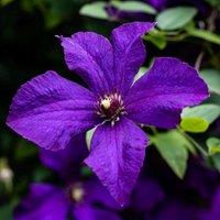 Plant Theory Clematis Polish Spirit Purple Flowering Vine Climbing Plant 60cm Cane 3L Pot