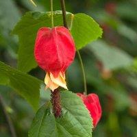 Plant Theory Abutilon Flowering Maple Red Flowering Vine Climbing Plant 60cm Cane 3L Pot