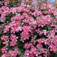 Plant Theory Clematis Broughton Star Pink Flowering Vine Climbing Plant 60cm Cane 3L Pot