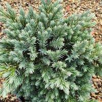 Plant Theory Blue Star Flaky Juniper Conifer Tree Juniperus Squamata Evergreen Plant 3L Pot in Green