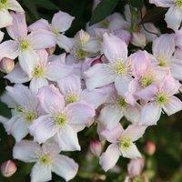 Plant Theory Clematis Montana Pink Perfection Pink Flowering Vine Plant 60cm Cane 3L Pot