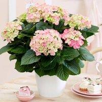 Primrose Hydrangea Macrophylla Early Rosa Hydrangea 40cm Tall House Plant14cm Pot in Green