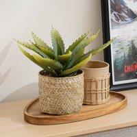 Scottish Everlastings Ltd 28cm Aloe in Basket in Green