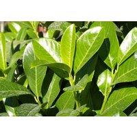 Direct Plants 10x Large Cherry Laurel Evergreen Hedging Trees 2-3ft in 3 Litre Pots