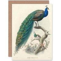 Artery8 Animal Peacock Bird Scientific Pavo Cristatus Greetings Card in Blue