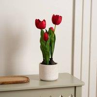 Scottish Everlastings Ltd 36cm Red Tulips in Cement Pot