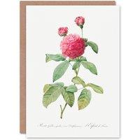Artery8 Pierre-Joseph Redout Art Card Agatha Rose Vintage Botanical in White