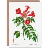 Artery8 Pierre-Joseph Redout Art Card Trumpet Vine Flowers in White