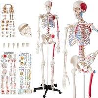 tectake Anatomic Skeleton In Life Size With Mobile Joints & 3 Anatomy Poster in White
