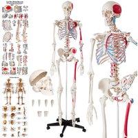 tectake Anatomic Skeleton In Life Size With Mobile Joints & 2 Anatomy Poster in White