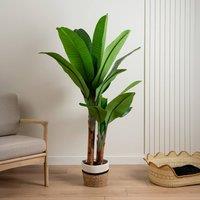 Scottish Everlastings Ltd 160cm Real Touch Banana Tree in Green