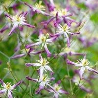 Plant Theory Clematis Rubromarginata Triternata Purple Flowering Vine Plant 60cm Cane 3L Pot