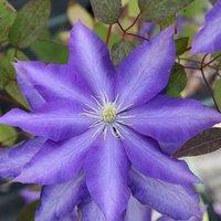 Plant Theory Clematis Daniel Deronda Blue Flowering Vine Climbing Plant 60cm Cane 3L Pot