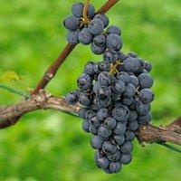 Plant Theory Black Grape Pinot Noir Grape Vine Red Wine Vine Vitis Vinifera Plant 3L Pot 60cm in Green