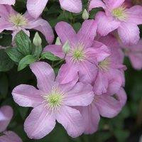 Plant Theory Clematis Comtesse Bouchaud Pink Flowering Vine Climbing Plant 60cm Cane 3L Pot