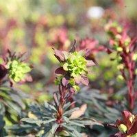 Plant Theory Purpurea Wood Spurge Perennials Flowering Plants Euphorbia Amygdaloides 2L Pot in Green