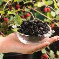 Direct Plants 2x Mixed Morus Mulberry Fruit Plants for Garden & Patio 2/3 Litre Pots