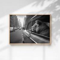 60 SECOND MAKEOVER Lion In A Car Print | Size: A4