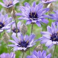 Plant Theory Cupid's Dart Perennials Flowering Plants Catananche Caerulea 2L Pot in Green