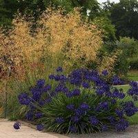 Plant Theory Golden Oats Grass Stipa Gigantea Outdoor Ornamental Plant 2L Pot in Green