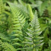 Plant Theory Korean Rock Fern Polystichum Tsussimense Hardy Outdoor Ferns Jungle Plant 2L Pot in Green