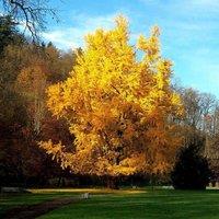 Plant Theory Maidenhair Tree Conifer Tree Ginkgo Biloba Evergreen Plant 2L Pot in Green