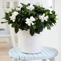 Primrose Gardenia jasminoides Gardenia Jasmine 25cm Plant Houseplant 13cm Pot in Green