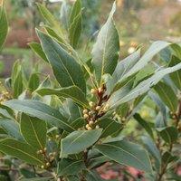 Plant Theory Bay Laurel Outdoor Shrub Plant Laurus Nobilis 3L Pot 60cm - 80cm in Green