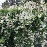 Plant Theory Fallopia baldschuanica Silver Lace White Flowering Vine Plant 60cm Cane 3L Pot
