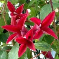 Plant Theory Clematis Gravetye Beauty Red Flowering Vine Climbing Plant 60cm Cane 3L Pot