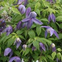Plant Theory Clematis Frankie Purple Flowering Vine Climbing Plant 60cm Cane 3L Pot