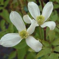 Plant Theory Clematis Montana Wilsonii White Flowering Vine Climbing Plant 60cm Cane 3L Pot