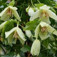 Plant Theory Clematis Christmas Surprise White Flowering Vine Climbing Plant 60cm Cane 3L Pot