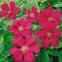 Plant Theory Clematis Ernest Markham Red Flowering Vine Climbing Plant 60cm Cane 3L Pot