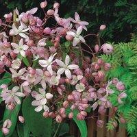 Plant Theory Clematis Hendersonii Rubra Pink Flowering Vine Climbing Plant 60cm Cane 3L Pot