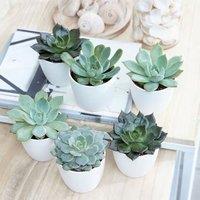 Primrose Echeveria Starter Collection Hen & Chicks Succulents Indoor Plants 6 x 6cm Pots in Green | Size: 6 x 6 cm