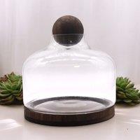 KDMD Ex-Large Ball Top Terarium on Dark Tung Wood in Brown