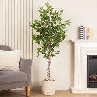 Scottish Everlastings Ltd 160cm Ficus Tree in cement pot in Green