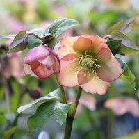 Plant Theory Harvington Apricot Lenten Rose Hellebore Perennials Flowering Plants 2L Pot in Green