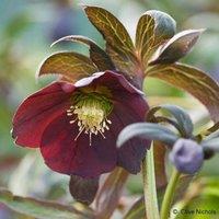 Plant Theory Harvington Smokey Blues Lenten Rose Hellebore Perennials Flowering Plants 2L Pot in Green