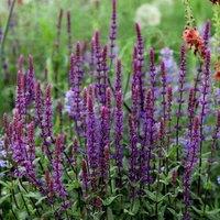 Plant Theory Caradonna Balkan Clary Meadow Sage Perennials Flowering Plants Salvia 2L Pot in Green