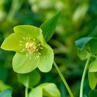 Plant Theory Harvington Lime Lenten Rose Hellebore Perennials Flowering Plants 2L Pot in Green