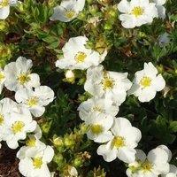 Plant Theory Bella Bianca Shrubby Cinquefoil Shrub Plant Potentilla Fruticosa 2L Pot in Green