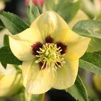 Plant Theory Harvington Yellow With Dark Eye Lenten Rose Hellebore Perennials Plants 2L Pot in Green