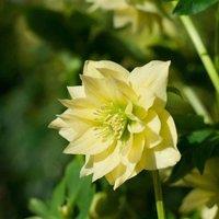 Plant Theory Harvington Double Yellow Lenten Rose Hellebore Perennial Flowering Plants 2L Pot in Green